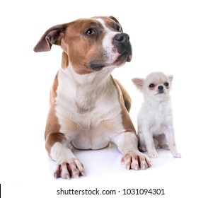 American Staffordshire Terrier Puppy Front White Stock Photo 1031094301 ...