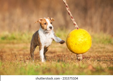 American staffordshire terrier puppy playing with a ball