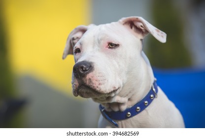 American Staffordshire Terrier Puppy portrait