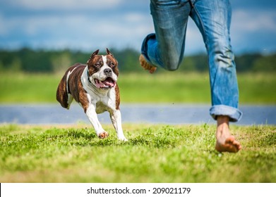 American staffordshire terrier running over a man