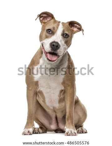 American Staffordshire Terrier sitting, 15 months old, isolated on white