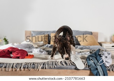 american staffordshire terrier sniffing blanket near clothes on bed