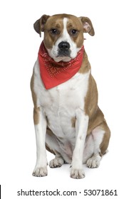 American Staffordshire terrier wearing handkerchief, 5 years old, in front of white background
