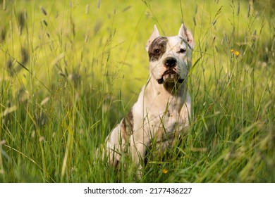 American Staffy Sitting In Grass In Rural