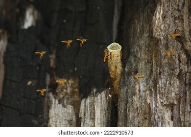 American Stingless Bees (Tetragonisca Angustula) Or Maya Bees Nest And Bees Wax Tube In An Old Tree