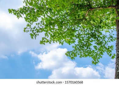 American Sweetgum Foliage With Blue Sky Background