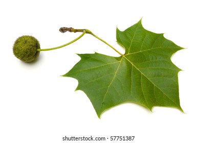 American Sycamore (Platanus Occidentalis)