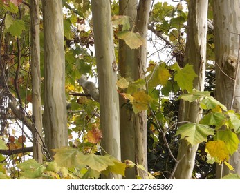 American Sycamore In Savannah, Ga 