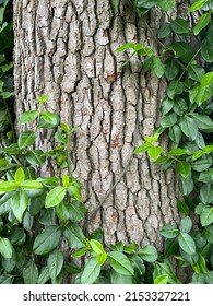 American Sycamore Tree Bark Charleston