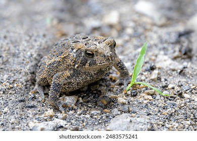 An american toad blends into a limestone gravel path. The toad, with all of its warts, sits still behind a single blade of grass.