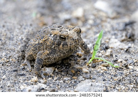 An american toad blends into a limestone gravel path. The toad, with all of its warts, sits still behind a single blade of grass.
