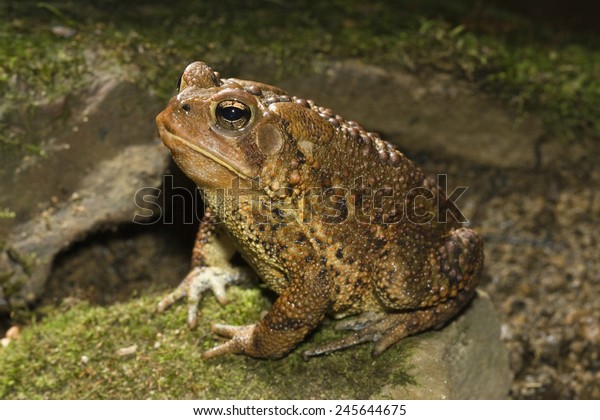 American Toad, Bufo\
americanus, sitting on a rock in defensive posture, Central\
Pennsylvania, United\
States