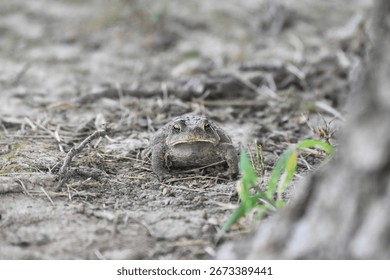 An American Toad by a Tree 