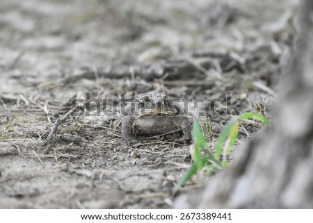 An American Toad by a Tree 