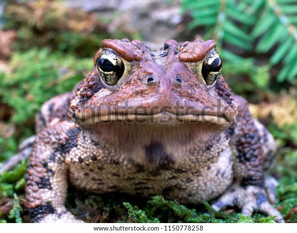 American Toad\
Face