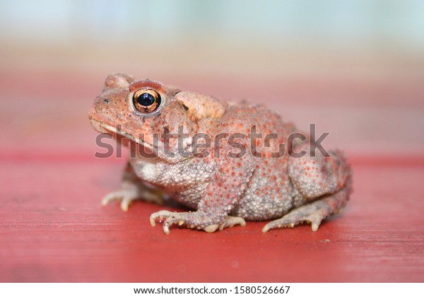 American Toad on cottage\
deck in Ontario