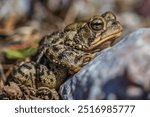 American toad on a rock portrait 