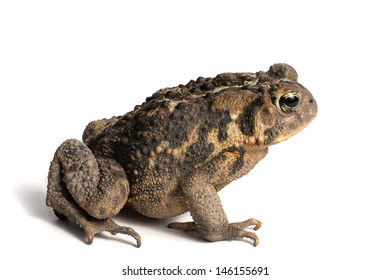 Giant Marine Toad Isolated On White Stock Photo 1934706359 | Shutterstock