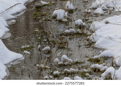 An American Tree Sparrow forages in a stream during the winter, in Sanilac County, Michigan. - Shutterstock ID 2275577281