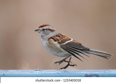 American Tree Sparrow Hopping