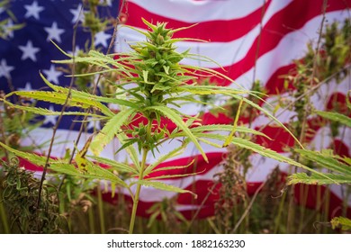 American USA Flag Behind Cannabis Hemp Plants. Legal And Law Concept.