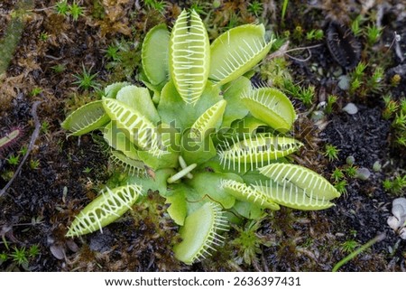 American Venus flytrap plant (Dionaea muscipula) close up. Carnivorous plant