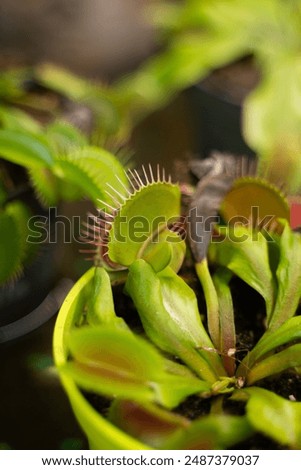 American Venus flytrap. Shooting close up.  Close-up Venus flytrap. Carnivorous plant. Group of Venus flytraps, green and red carnivorous wetlands plant, abstract floral background.