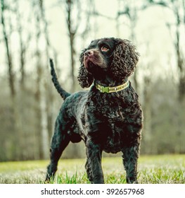 American Water Spaniel 