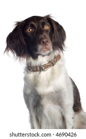 American Water Spaniel