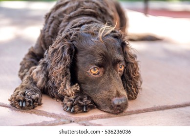 American Water Spaniel Resting. 