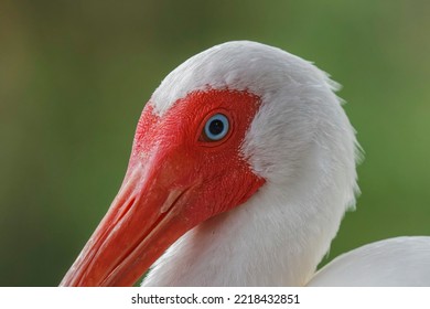 American White Ibis. Myakka River State Park, Florida