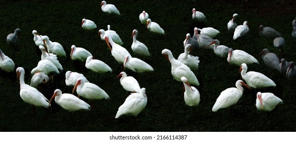 The American White Ibis Is A Species Of Bird In The Ibis Family, Threskiornithidae. It Is Found From Virginia Via The Gulf Coast Of The United States 