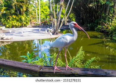 American White Ibis Wetland Bird Long-legged Bird In Florida Garden