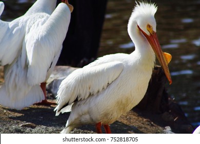 American White Pelican 