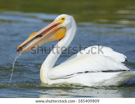 American White Pelican.