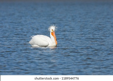 An American White Pelican With A Bad Hairdo Swims A Deep Blue Lake.