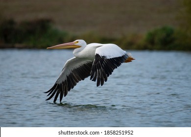 American White Pelican, Birds, Nature