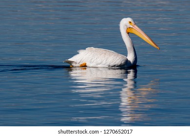 American White Pelican, Cherry Creek State Park, Suburban Denver, Colorado