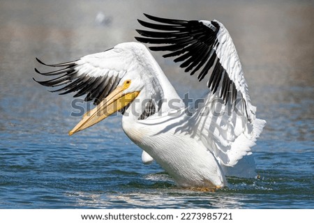 American White Pelican drying its wings