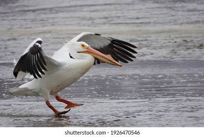 Pelican Images, Stock Photos & Vectors | Shutterstock