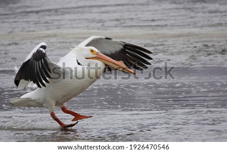 American white Pelican with landing gear down