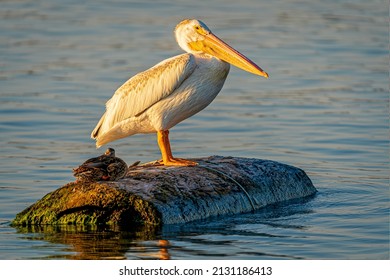 An American White Pelican On A Log In Windsor Lake