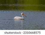 American white pelican (Pelecanus erythrorhynchos) swims on  the lake 