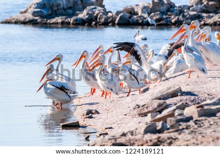 American White Pelican (Pelecanus erythrorhynchos) on Salton Sea, Imperial Valley, California, USA