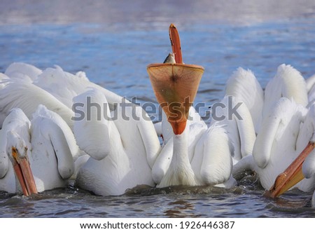 American white Pelican,  Pelecanus erythrorhynchos front facing with visible fish in extended throat sac and open beak.          

