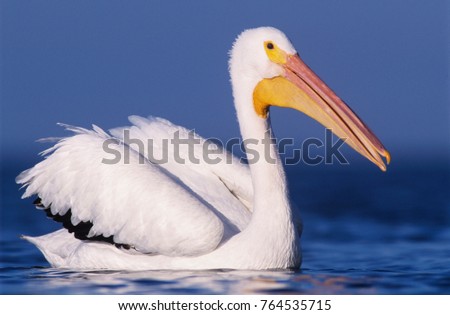 American White Pelican, Pelecanus erythrorhynchos, adult swimming, Rockport, Texas, USA, December