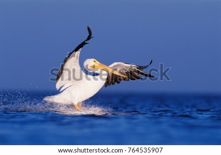 American White Pelican, Pelecanus erythrorhynchos, adult in flight landing, Rockport, Texas, USA, December