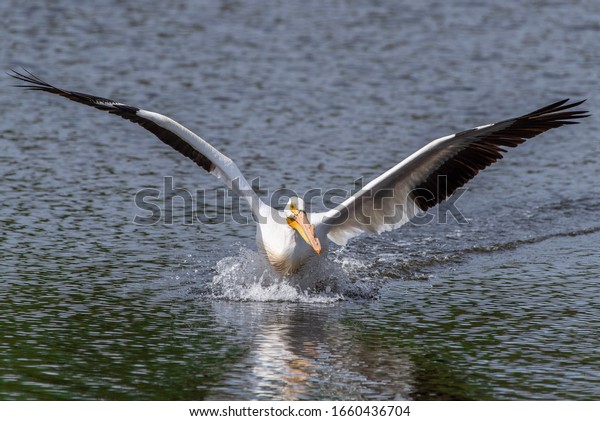 American white pelican,\
with spread wings, coming in for a landing on a small lake or pond.\
The black and white wings as well as the orange bill are reflected\
on the water.