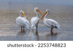 American White Pelican - Three American White Pelican standing and grooming in shallow water of a mountain lake on a calm Summer evening. Bear Creek Lake Park, Denver-Lakewood-Morrison, Colorado, USA.