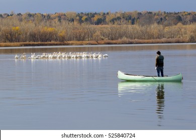 American White Pelicans At Cherry Creek State Park In Suburban Denver, Colorado